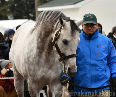 とれみー On Twitter Rt Pakapakakobo 【レックススタッド種牡馬展示会2023】 新種牡馬パクスアメリカーナ