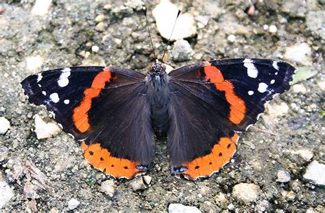 Butterflies Originated In North America After Splitting From Moths New