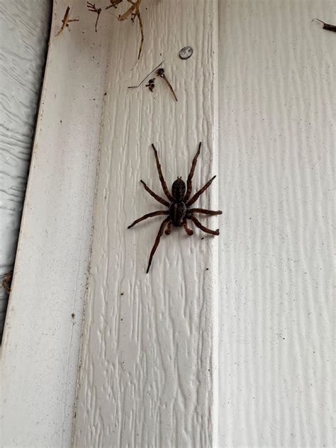 Spider Id Please Located In North Carolina R Bugidentification