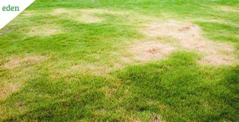 Brown Spots In Grass Causesidentification And Prevention Eden Lawn Care And Snow Removal