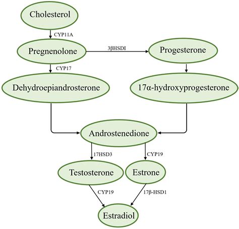 Frontiers Role Of Sex Hormones In Diabetic Nephropathy