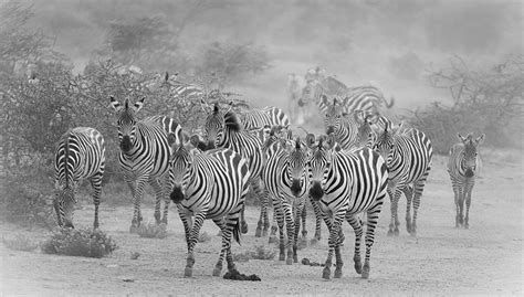 Discover Tanzania with Wildlife Photography Africa and Lemala Camps