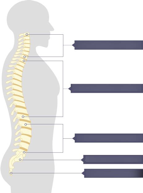 Vertebral Column Diagram Quizlet