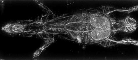 Novel Photoacoustic Imaging Technology For Medical Researchers