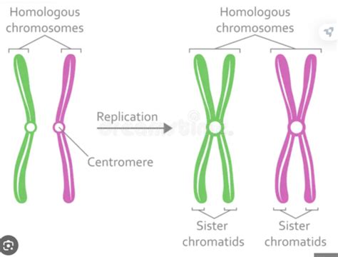 Mitosis And Meiosis Flashcards Quizlet