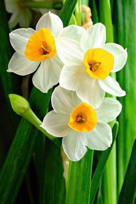 Three White And Yellow Flowers With Green Stems