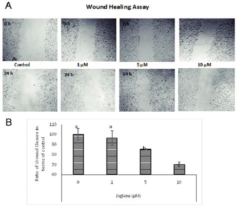 Effect Of Juglone On Wound Closure A Confluent Layer Of Mia Paca 2