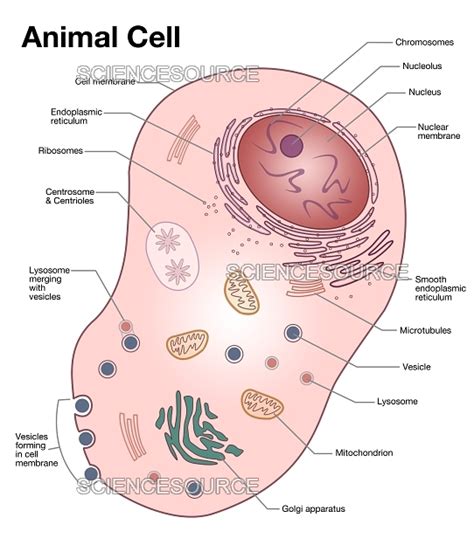 Lysosome In Animal Cell