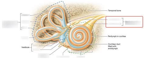 Inner Ear Structure Diagram Quizlet