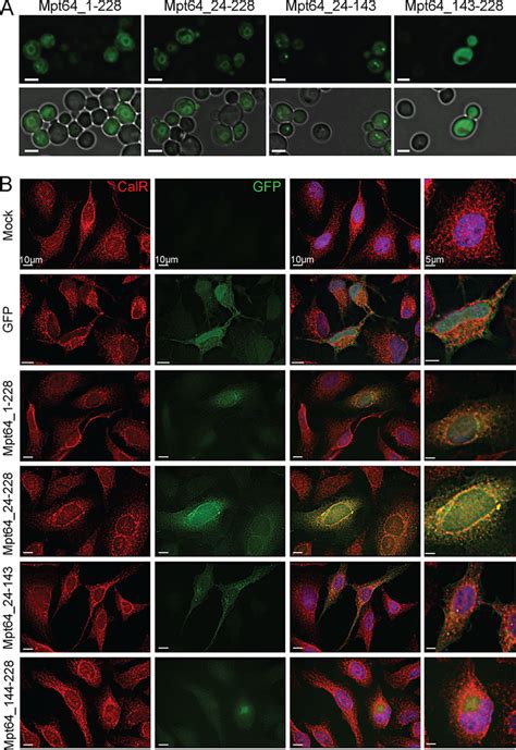 Mpt Localizes To The Endoplasmic Reticulum During Heterologous