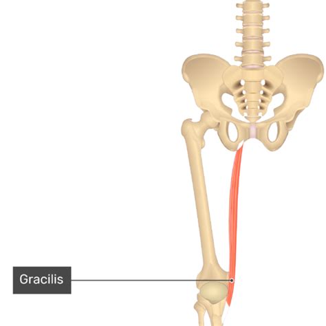 Gracilis Muscle Origin Insertion And Actions Getbodysmart