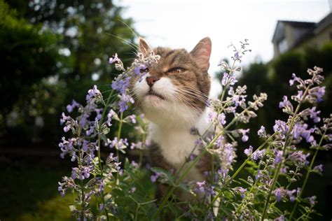 What is Catnip? The Effects Catnip Has on Cats | Boulder Veterinary ...