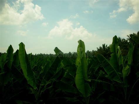 Kerala Banana Plantation Stock Photo Image Of Agriculture 38733476