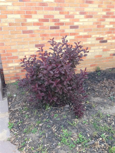 Purple Sand Cherry Bush Shrubs Plants Exterior