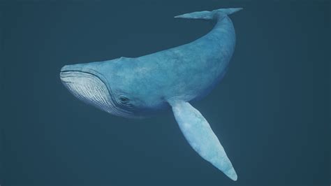 Blue Whale 3D Model $35 - .blend .fbx - Free3D