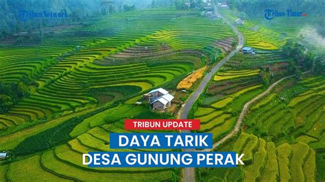 Pesona Sawah Terasering Di Desa Gunung Perak Sinjai Barat Sulsel YouTube