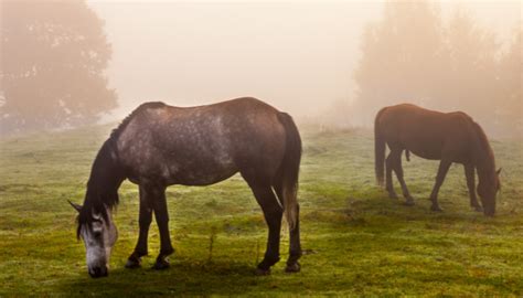 Rocky Mountain Horse: Facts, Lifespan & Origin - The Roping Pen