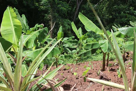 Plantains Sweet Potatoes Yams And Malanga Intercropped The