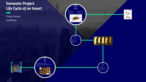 Complete Metamorphosis of a Wasp by Trevor Larson on Prezi