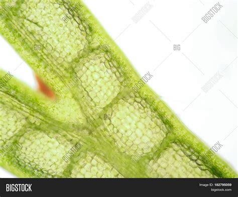 Aquatic Plant Cell Image And Photo Free Trial Bigstock