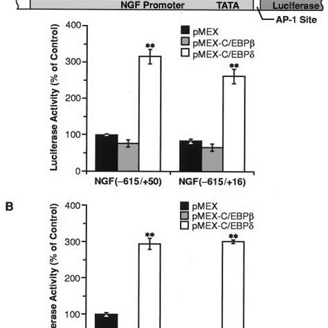 Transactivation Of NGF Promoter By CEBP A Upper Schematic