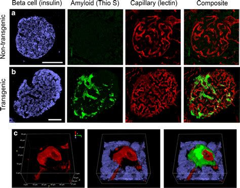 a b Representative confocal images from 30 μm thick pancreas