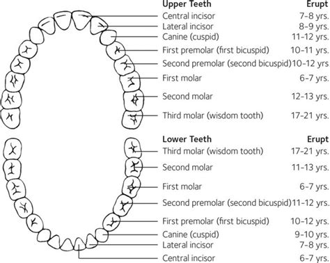 Teeth Numbering Chart | Teeth names chart - Social Social Social | Social Social Social