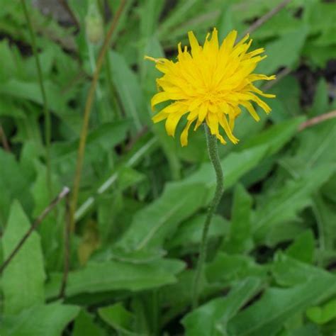 Leontodon hispidus