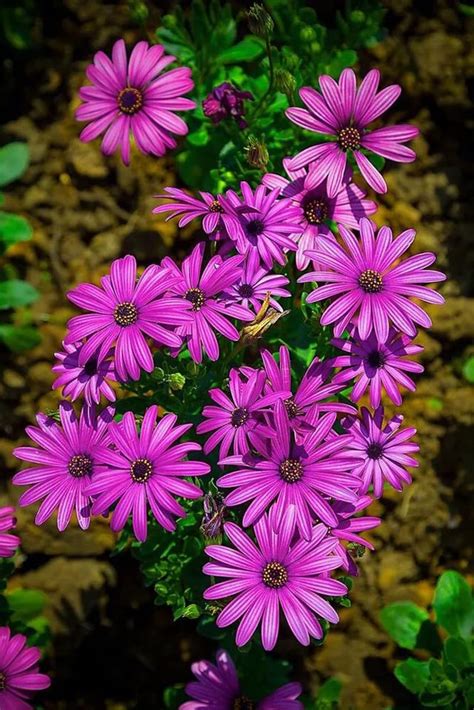 African Daisy Seeds Blue Eyed Daisy Osteospermum Wildflower Drought