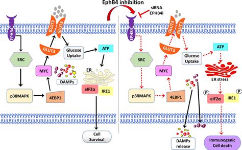 Proposed Ephb4 Signaling Pathway In Prostate Cancer Cells Ephb4 Download Scientific Diagram