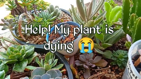 236 How To Save Rotting And Dying Succulents L Plant Caretips Youtube