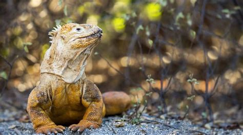 Galapagos Land Iguanas The Land Iguana In The Galapagos Islands