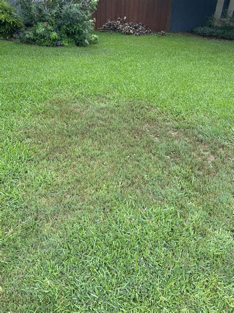 Brown Patches In St Augustine Grass R Lawncare