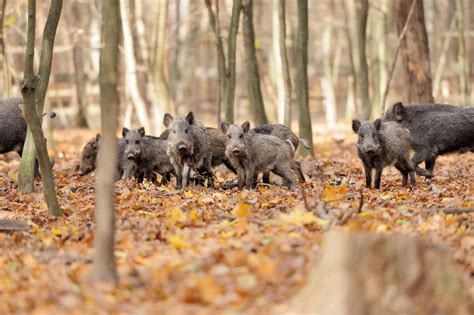 Hog Wild Preserve Hog Hunting | Pig, Boar, or Hog: What's the Difference?