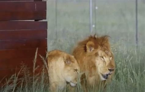 Aux Larmes Un Couple De Lions De Cirque Sort Pour La Première Fois De