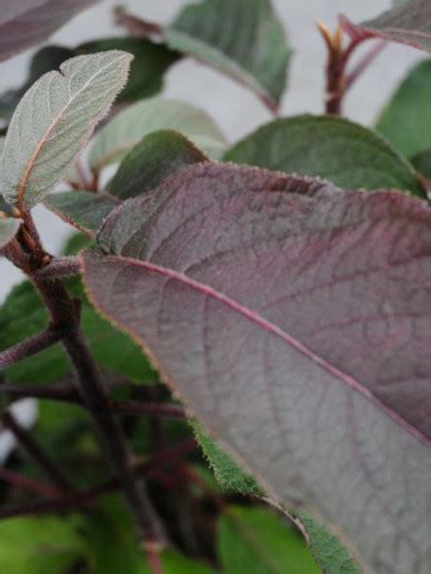 Hydrangea Aspera Hot Chocolate Haopr Hortensia