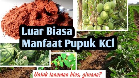 9 Manfaat Pupuk KCl Untuk Tanaman Yang Luar Biasa Cara Aplikasi Dan