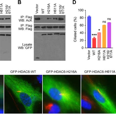 Hdac Overexpression Does Not Affect The Expression Or Localization Of