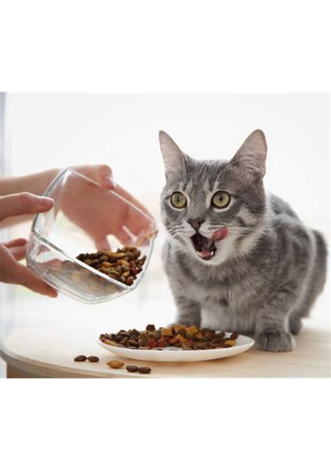 Benefits Of Healthy Cat Foods Pet Life Here