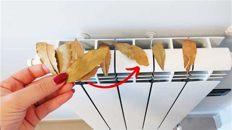 Pourquoi Mettre Des Feuilles De Laurier Sur Le Radiateur L Astuce