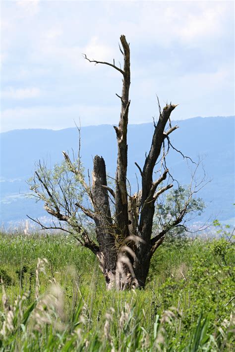 Images Gratuites Paysage La Nature Herbe Branche Ciel Bois