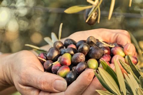 How Was Italy's Olive Oil Production In 2020? | Theolivetreeproject.com