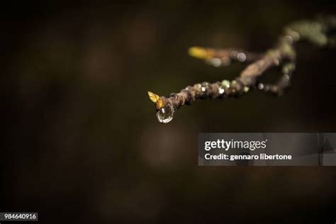Goccia Photos and Premium High Res Pictures - Getty Images
