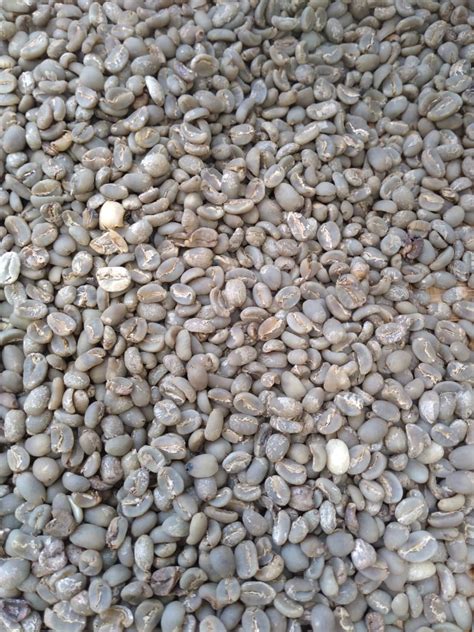 Arabica Coffee Beans | Inaexport