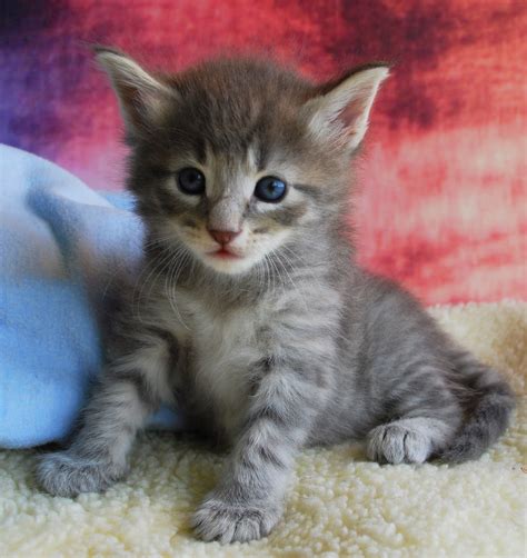 My Kittens Are 4 Weeks Old My Sweet 7 Norwegian Forest Flickr