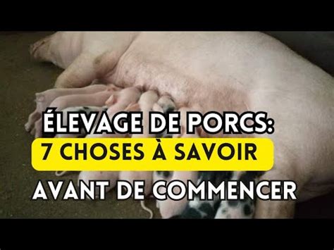 7 Choses à savoir avant de Débuter l Élevage des Porcs en Afrique