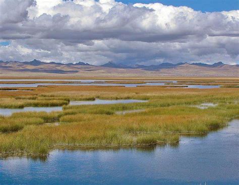 Freshwater Marshes Avian Report