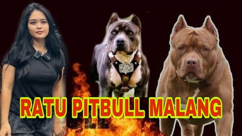 Grebek Markas Ratu Pitbull Malang Punya Ekor Pitbull Youtube