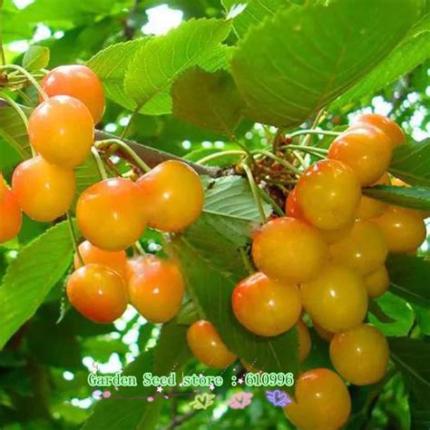 10 YELLOW CHERRY TREE SEEDS * HEIRLOOM * SWEET CHERRY * E Z TO GROW ...