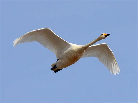 Birdwatch Outing To Ballyallia Lake The Clare Champion